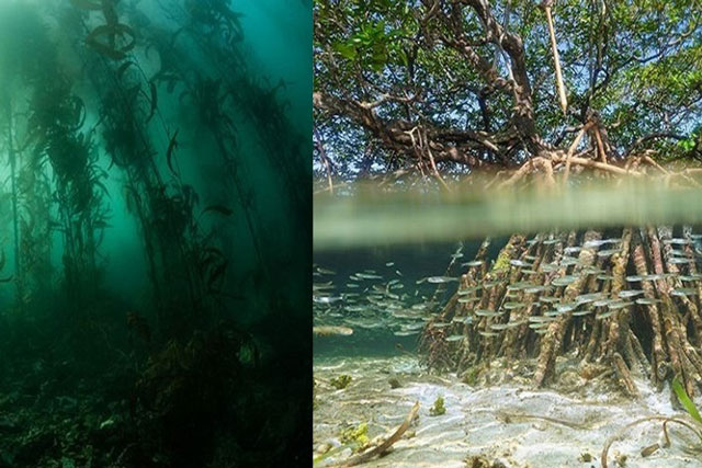 Những rừng cây kỳ lạ nhất còn trên Trái Đất, tồn tại giữa hồ nước sâu lên tới 400m?