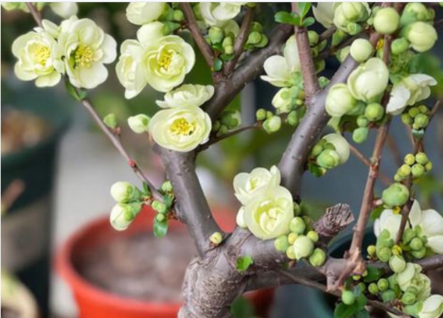 Lạ kỳ hoa mai có màu xanh ngọc lục bảo đang là hàng hiếm được chị em săn lùng chơi Tết năm nay