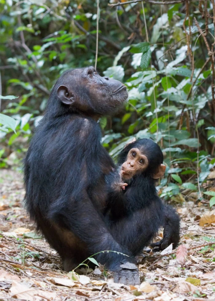Bí ẩn về loài khỉ Bondo có thể ăn thịt sư tử châu Phi- Ảnh 7.