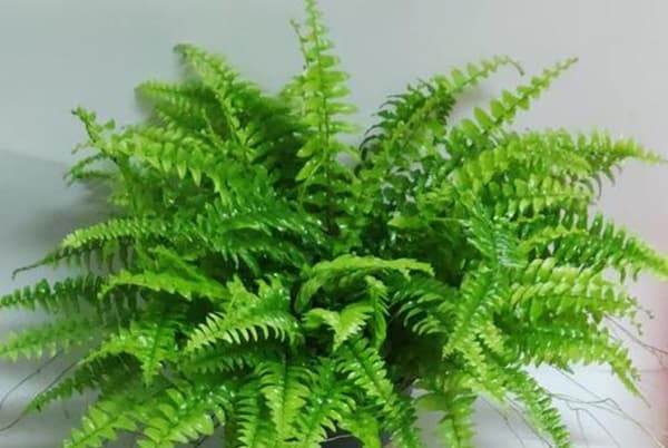 6 loại cây không nên phơi nắng vào mùa đông, ưa bóng râm, thích hợp nhất cho phòng ngủ và phòng tắm