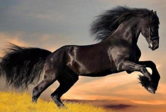 Xích Thố thì tặng cho Quan Vũ nhưng chiến mã này thì Tào Tháo nhất quyết giữ lại - Vì sao?