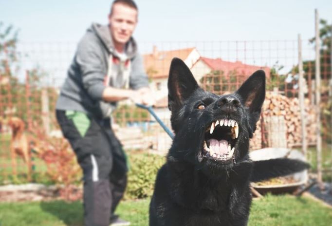 Tại sao chó sủa với người này nhưng lại im lặng với người khác?