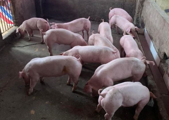 Giá heo hơi hôm nay 28/1/2024: Tăng mạnh 4.000 đồng/kg