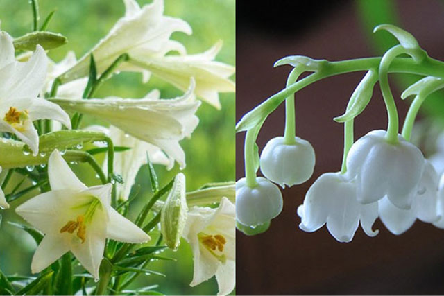 Top loài hoa đẹp nhưng chứa chất độc nguy hiểm, Việt Nam có 1 loài
