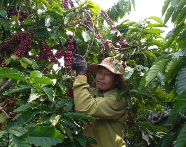 Giá nông sản ngày 28/1/2024: Tăng mạnh, nông dân phấn khởi