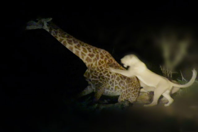 CLIP: Bầy sư tử đoạt mạng hươu cao cổ trong đêm tối