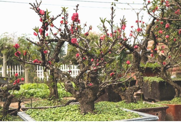 Đón xuân về, dân sành chơi hoa Tết đều biết đến 5 loại đào này, có loại giá bán lên đến cả trăm triệu