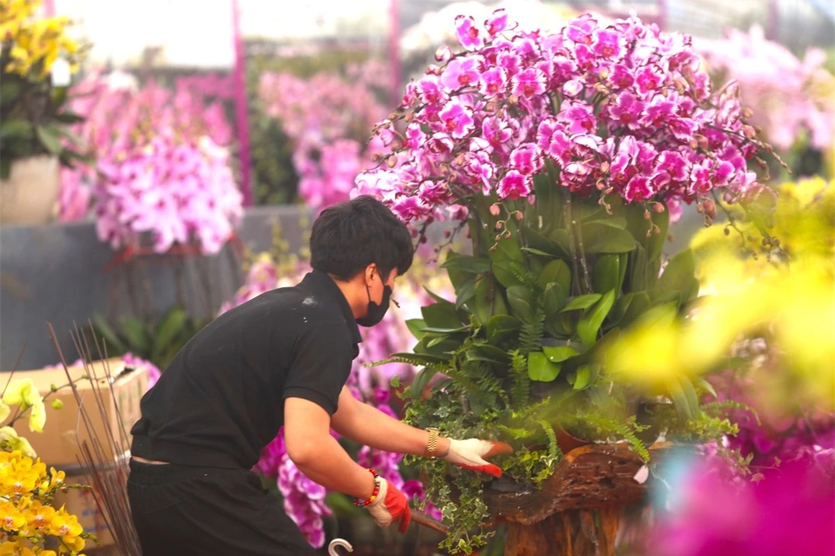 Lan hồ điệp rời phố ngàn hoa về Thủ đô 'đón' Tết ảnh 1