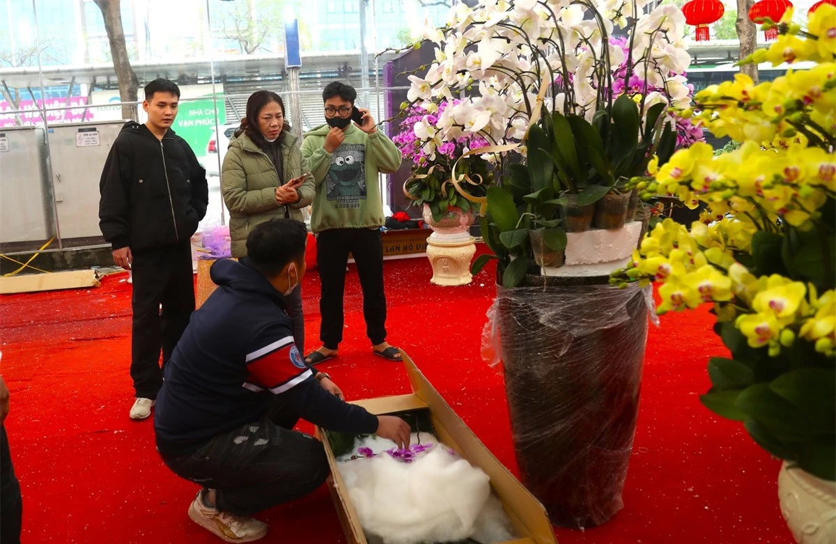 Lan hồ điệp rời phố ngàn hoa về Thủ đô 'đón' Tết ảnh 13