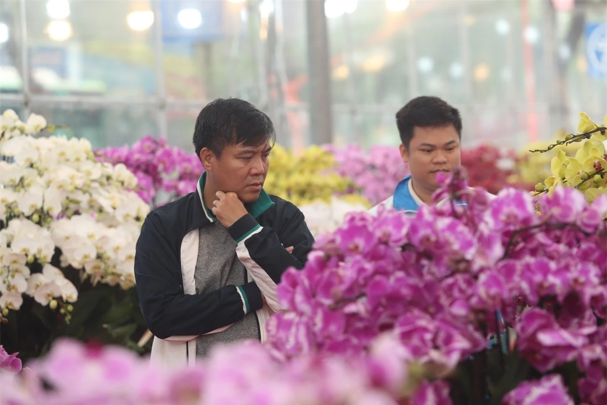 Lan hồ điệp rời phố ngàn hoa về Thủ đô 'đón' Tết ảnh 14