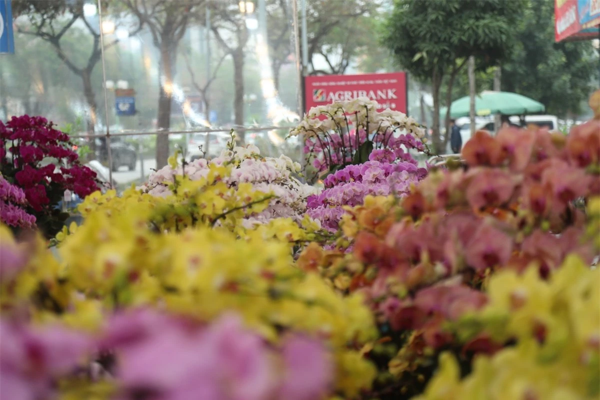 Lan hồ điệp rời phố ngàn hoa về Thủ đô 'đón' Tết ảnh 5