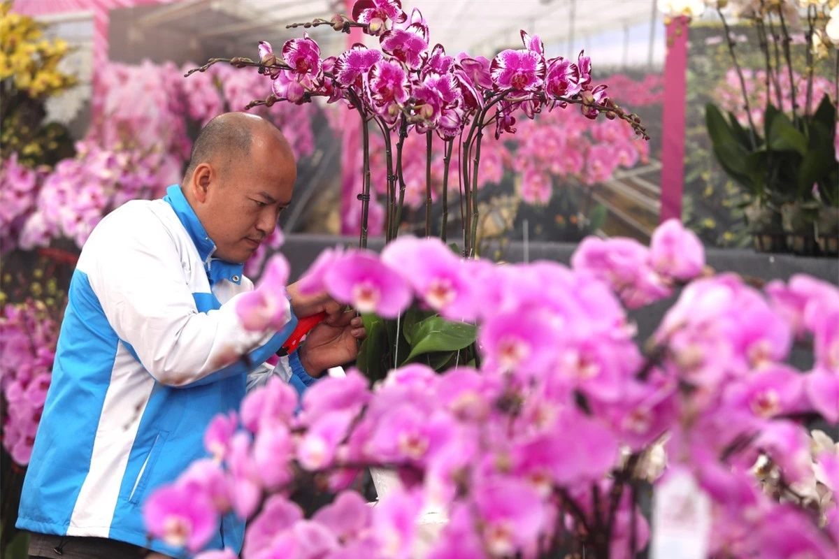 Lan hồ điệp rời phố ngàn hoa về Thủ đô 'đón' Tết ảnh 7