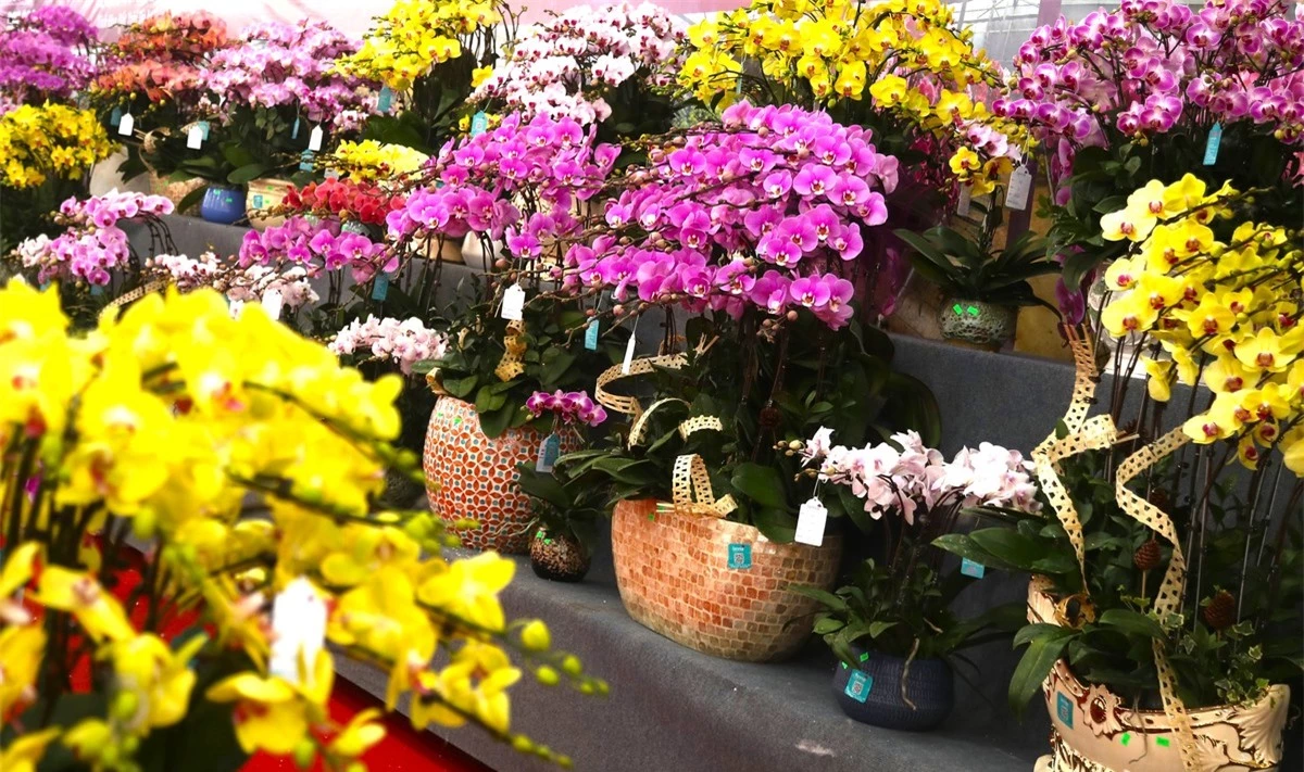Lan hồ điệp rời phố ngàn hoa về Thủ đô 'đón' Tết ảnh 8