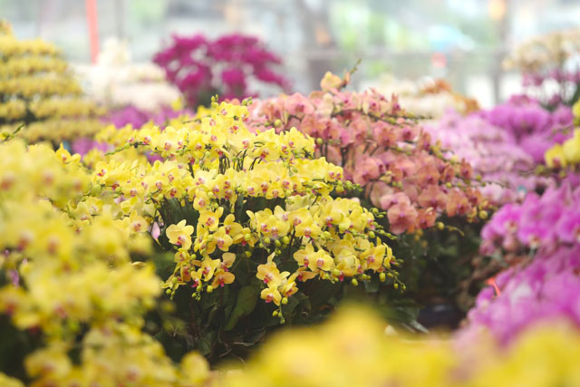 Lan hồ điệp rời phố ngàn hoa về Thủ đô 'đón' Tết