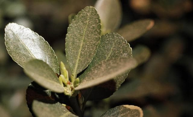 Không nên trồng 4 loại cây này trong phòng khách, 'phá tan' phong thủy, khiến gia đình tiêu hao tài lộc