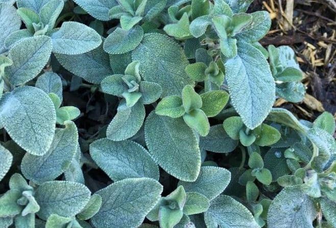 10 loại cây gia chủ nên trồng trong hoặc xung quanh nhà, vừa đẹp lại giúp xua đuổi muỗi và bọ một cách tự nhiên