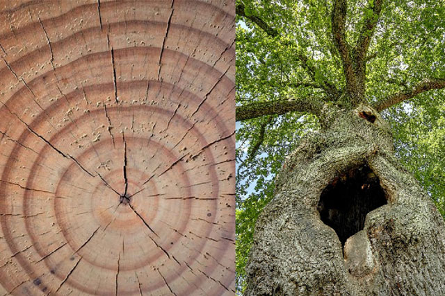 Các vòng trong thân cây gỗ cho chúng ta nhiều thông tin thú vị hơn là số tuổi của cây