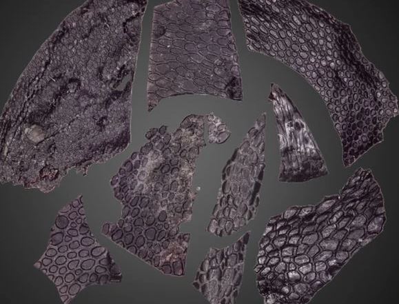 Da quái vật 290 triệu tuổi giúp giải mã bí ẩn về... chúng ta