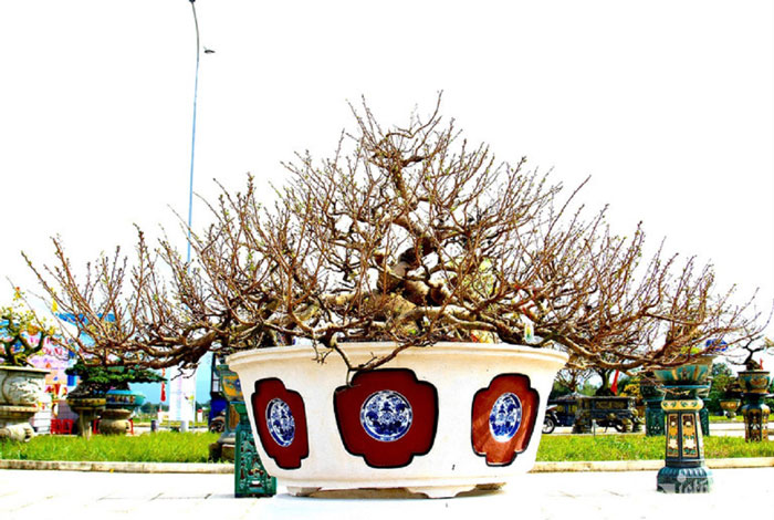 Cây mai vàng hot nhất Tết 2024: Chủ nhân chăm chút 33 năm, thế cây cực hiếm, dưới 1 tỷ không bán