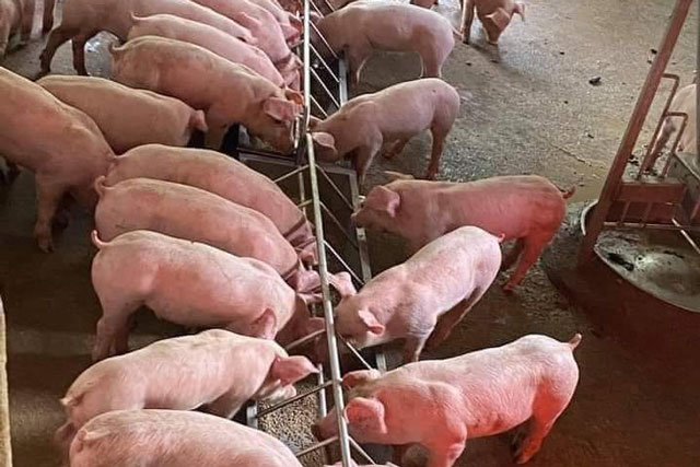 Giá heo hơi hôm nay 29/1/2024: Miền Bắc có giá cao nhất cả nước