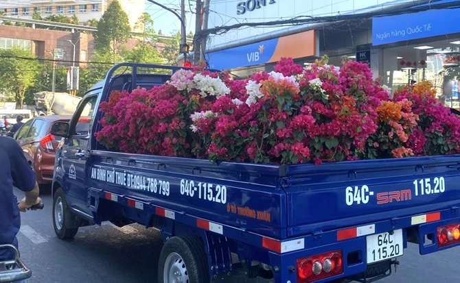 Những ngày này, trên đường phố tấp nập xe chở các loại hoa đến các điểm bán 