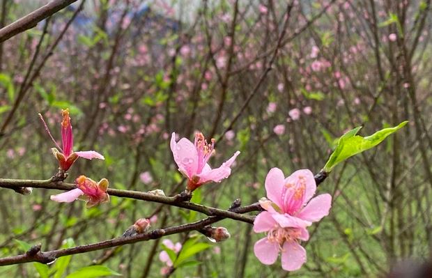 Đào rừng nở thắm bản vùng cao xứ Thanh