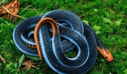 Là một trong những loài rắn độc nhất thế giới, tại sao 'San hô xanh' lại có thể thống trị thế giới loài rắn?