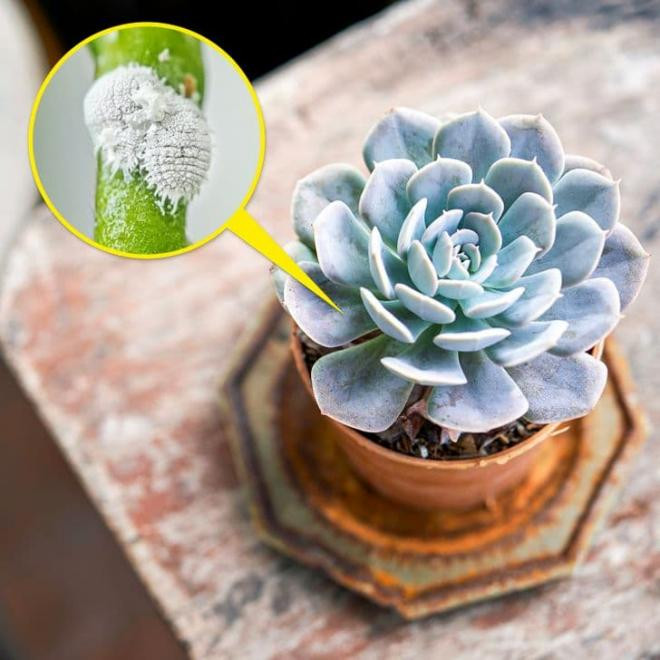 7 loại cây cảnh phổ biến có thể gây nguy hiểm khi trồng ở nhà