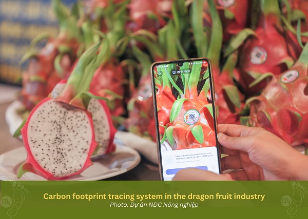 Người trồng thanh long Bình Thuận tiết kiệm 50% năng lượng nhờ chuyển đổi xanh