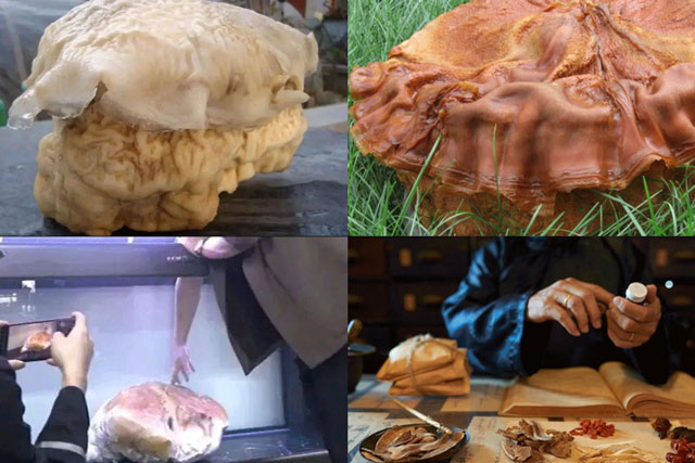 Người đàn ông vớt được ‘tảng thịt’ 20kg được mệnh danh là ‘vua miễn dịch’, có giá nghìn tỷ đồng