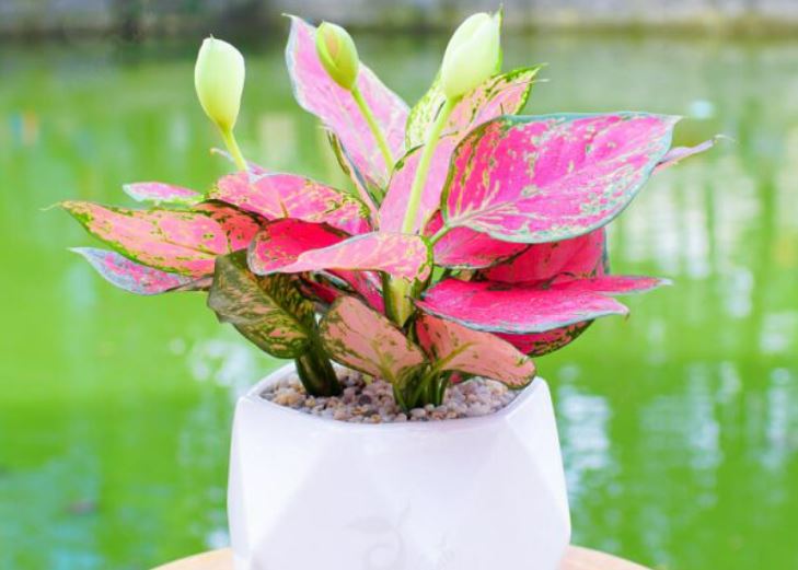 2 loại cây 'như ý cát tường', trưng trong nhà giúp gia tăng vận khí, công việc thuận buồm xuôi gió