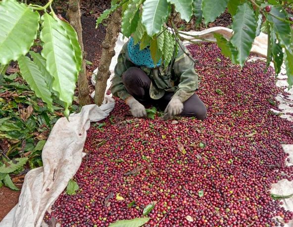 Giá nông sản ngày 30/1/2024: Cà phê và hồ tiêu đồng loạt tăng