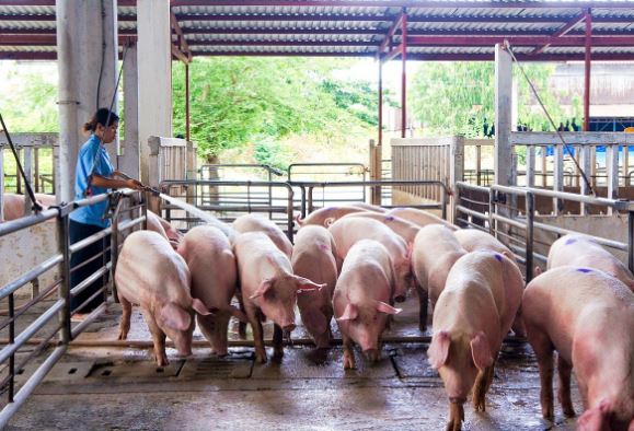 Giá heo hơi hôm nay 30/1/2024: Tăng mạnh lên 60.000 đồng/kg