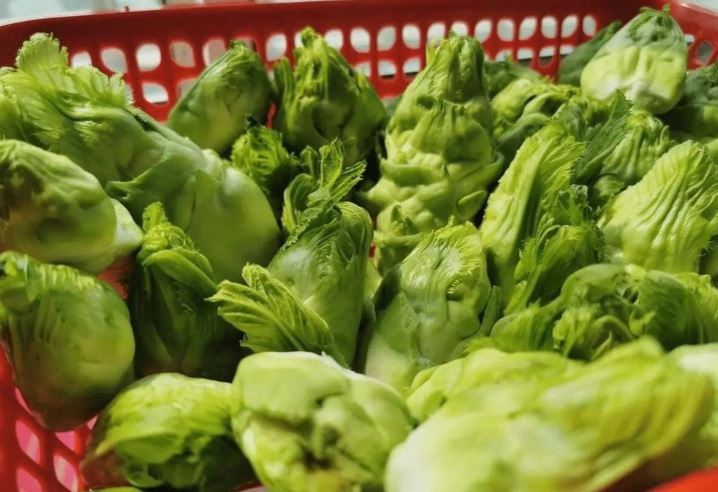 Bí mật về rau mầm đá: Đặc sản xứ lạnh gây sốt trên thị trường