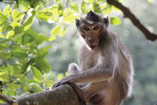 5 con giáp có tài lộc vượng nhất trước thềm năm mới, tài sản tăng vọt, thu nhập tăng gấp đôi, trúng số độc đắc