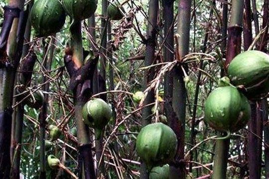 Loại tre này cứ 50 năm mới nở hoa ra quả một lần, nhưng mỗi lần nở hoa lại thu hút lượng lớn chuột