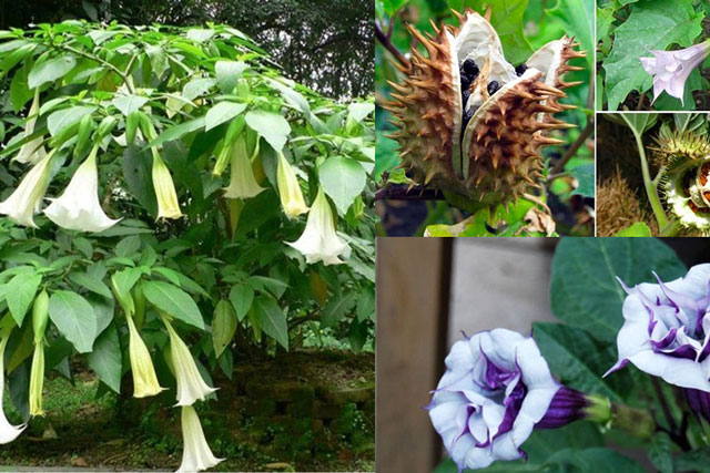 Bí ẩn loài cây nguy hiểm nhất thế giới: Mọc rất nhiều ở Việt Nam, mang trong mình ‘hơi thở của quỷ’