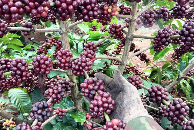 Giá nông sản ngày 31/1/2024: Cà phê và hồ tiêu tiếp tục tăng mạnh