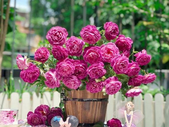 Tử vi hàng ngày - Thứ Tư 31/1/2024 của 12 cung hoàng đạo