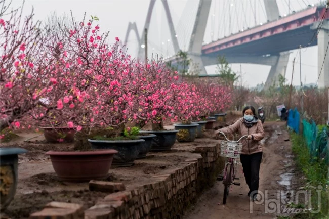 Thời điểm này, các vườn đào tại khu vực phía dưới chân cầu Nhật Tân đang nở rộ tuyệt đẹp chờ đón kháchmua về trưng Tết