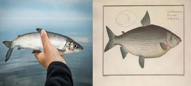 Sinh vật tưởng chừng đã tuyệt chủng nhưng vẫn sống khỏe mạnh, 15 năm sau mới được 'giải oan'