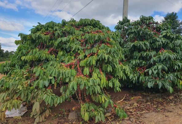 Giá nông sản ngày 1/2/2024: Cà phê quay đầu giảm, hồ tiêu đạt 83.500 đồng/kg