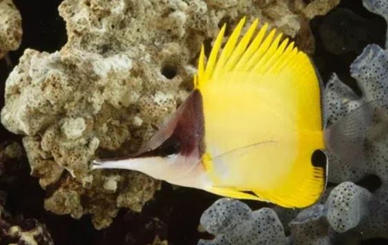 12 loài cá kỳ lạ nhất thế giới, có loài còn có khả năng bay với 'đôi cánh' trong suốt