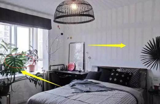 Cây xanh đặt ở những nơi này trong nhà, chuyên gia phong thủy nói 'thông minh', phú quý không còn xa!