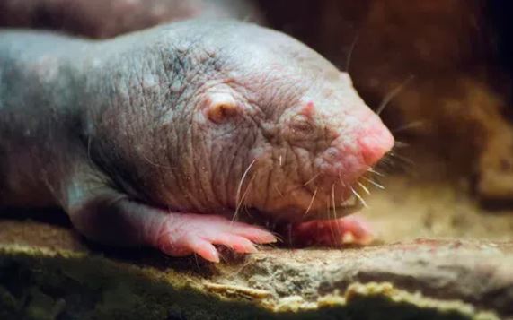 Điểm danh những loài động vật sống lâu nhất trên Trái Đất