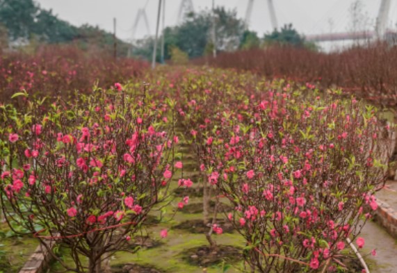 &#x110;&#xE0;o Nh&#x1EAD;t T&#xE2;n n&#x1EDF; r&#x1ED9; &#x111;&#xF3;n t&#x1EBF;t Nguy&#xEA;n &#x111;&#xE1;n 2024