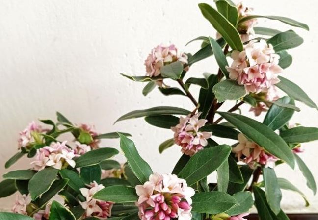 4 loại hoa có mùi thơm như nước xịt phòng, đặt trong nhà vừa sang vừa giúp thanh lọc không khí