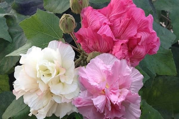 Lọ hoa trên ban thờ đặt bên trái hay bên phải và 9 loại hoa tuyệt đối không nên đặt trên ban thờ vào dịp Tết?