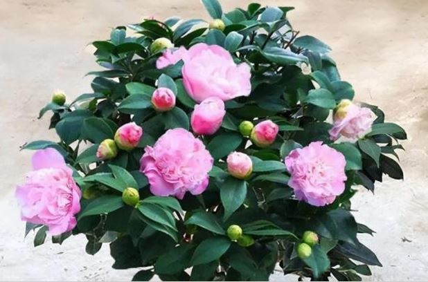 Loại hoa này thơm hơn hoa hồng, dễ chăm sóc hơn hoa hồng, lại có hình dáng cao cấp, quyến rũ