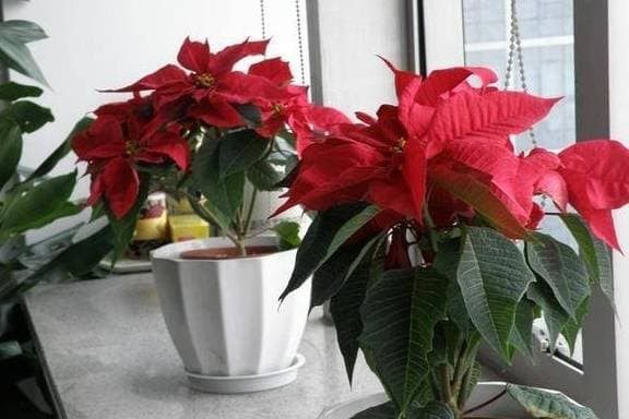 Nếu bạn có em bé ở nhà, không nên trồng 3 loại hoa này, đặc biệt là hoa trạng nguyên là nguy hiểm nhất